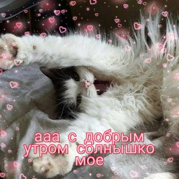 Доброе утро котенок