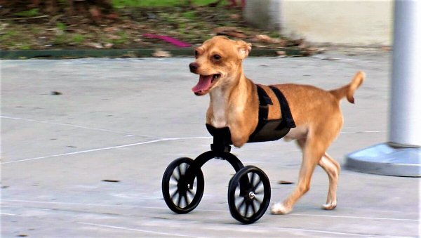 Собака на колесиках