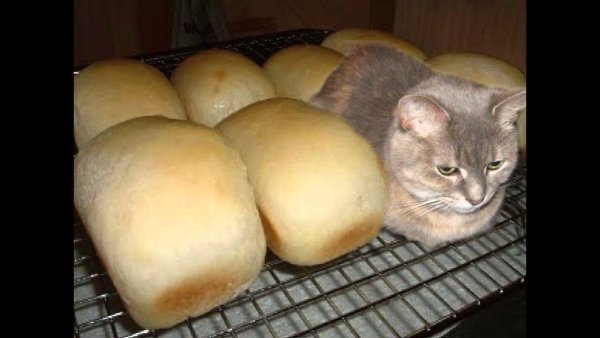 Кот не хлеб