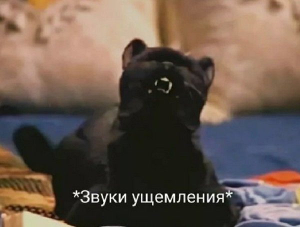 Кот Сейлем плачет