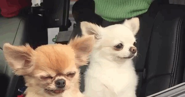 Сонный чихуахуа