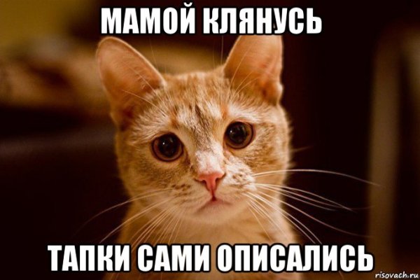 Мемы с котятами