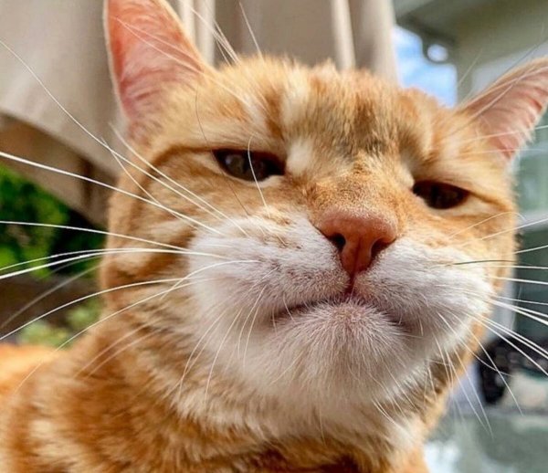 Смешные морды котов