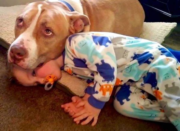 Ребенок родители собака ноги