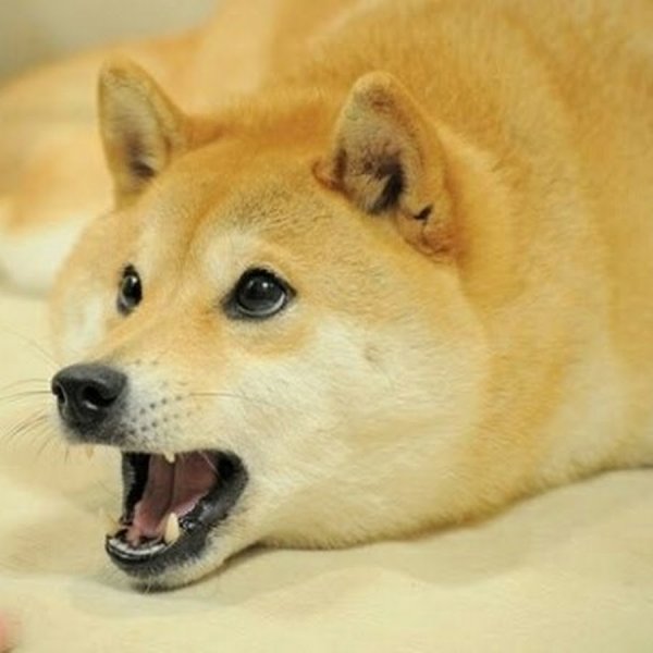 Шиба ину Догги