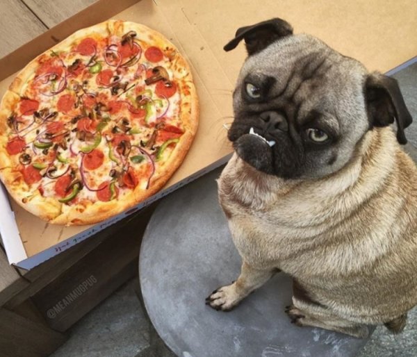 Смешные мопсы