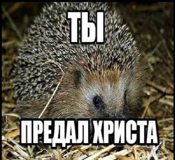 Хихоз Мем коты