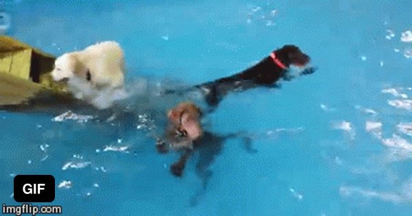 Кот плавает в бассейне