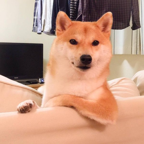 Американский сиба ину