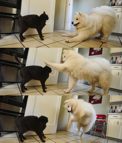 Мемы с животными популярные