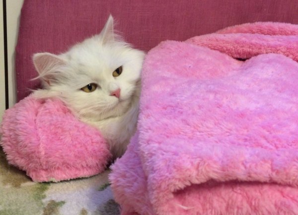 Милые котики с надписями