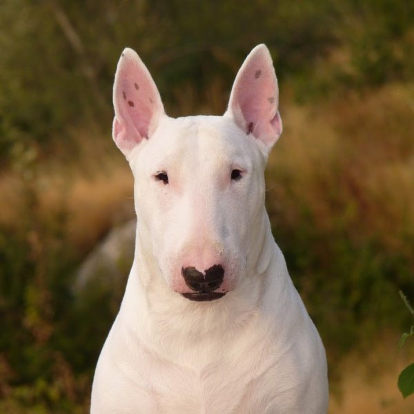 Бультерьер собака