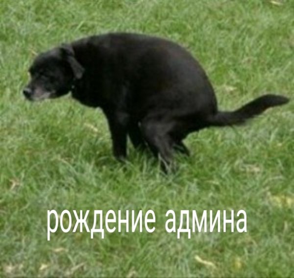 Собака какает Мем