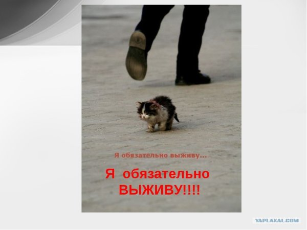 Я обязательно выжиживу