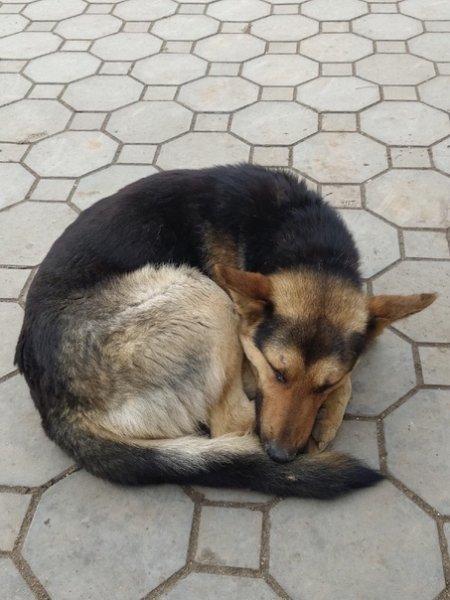 Пес отец одиночка