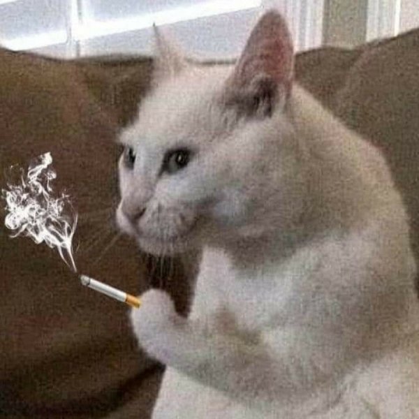 Кот плачет Мем