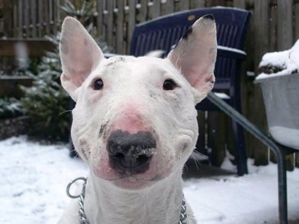 Бультерьер собака