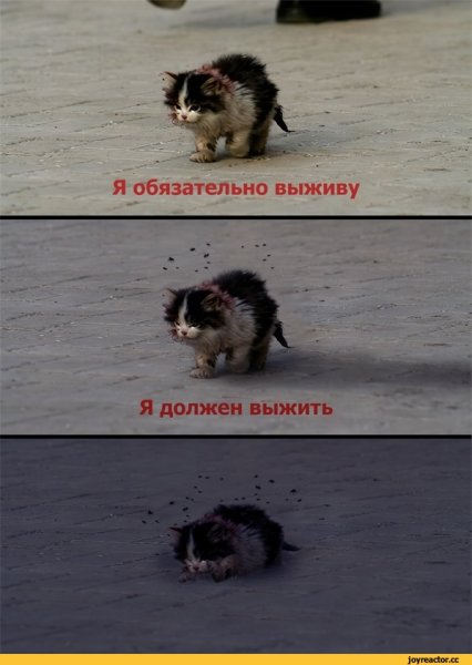 Я обязательно выживу котенок Мем