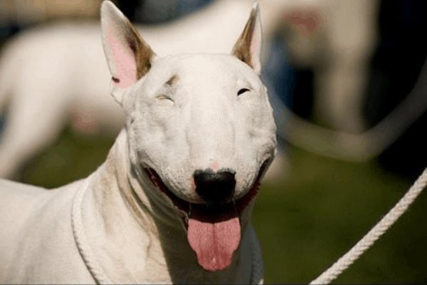 Бультерьер собака