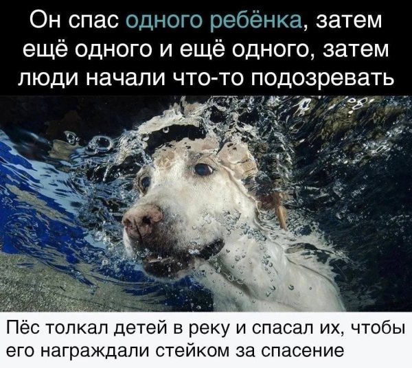 Ребенок спасает щенка из воды