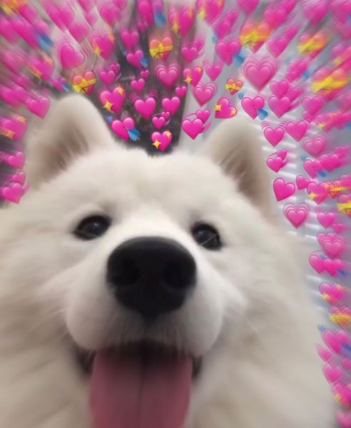 Милая собака с сердечками