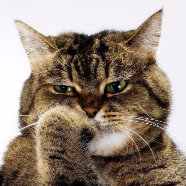 Кот задумчивый