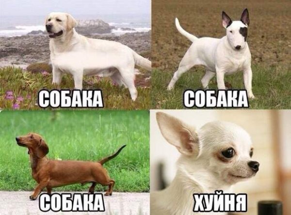 Прикольные надписи про собак