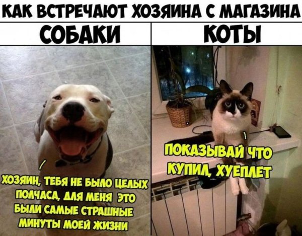 Хозяева собак и кошек мемы