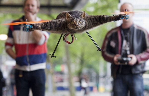 Кот на квадрокоптере