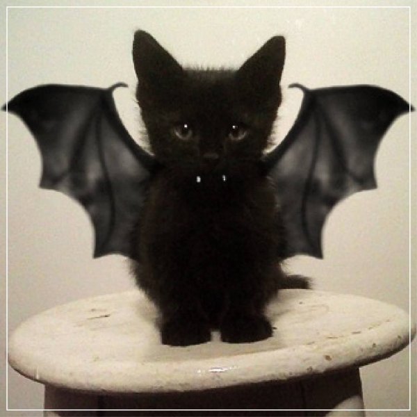 Черный котенок с крыльями