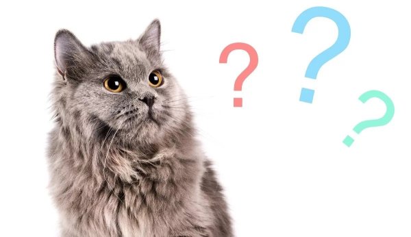 Кот с вопросительным знаком