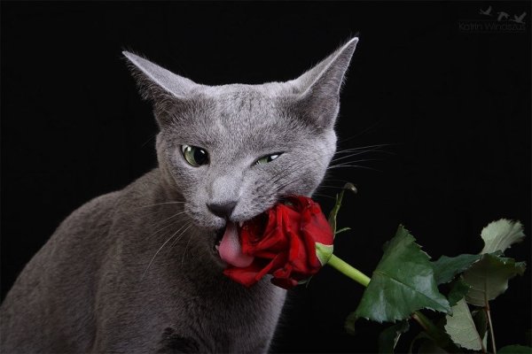 Кошечка в розах