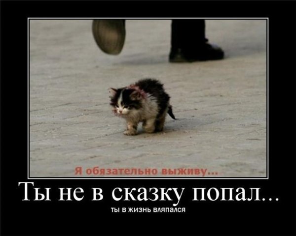 Я обязательно выживу котенок