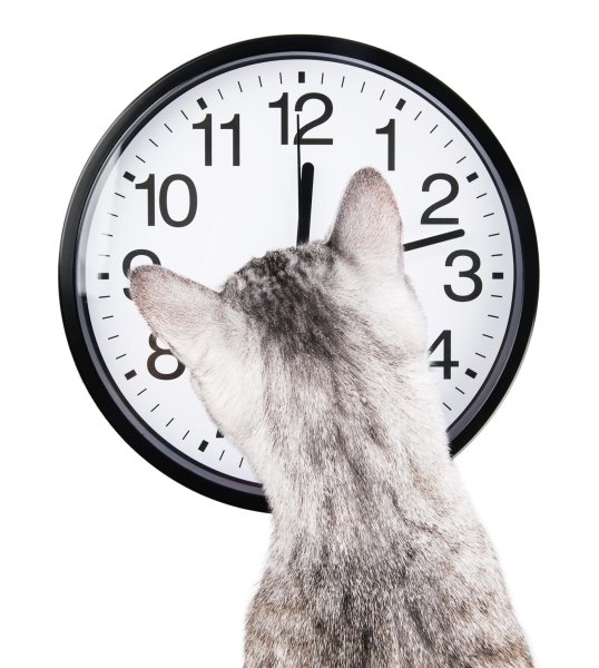 Мем с котом и часами