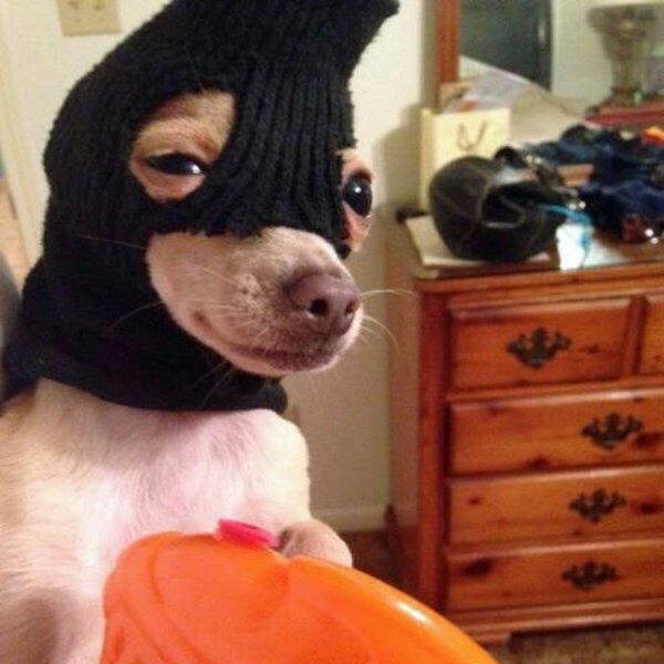 Угарные собаки