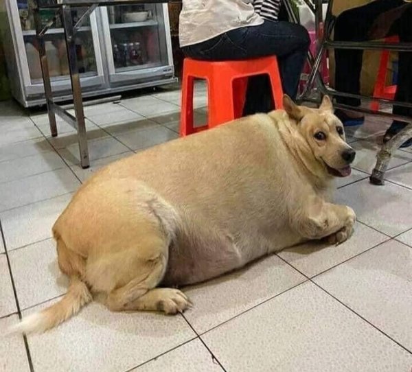 Самая толстая собака