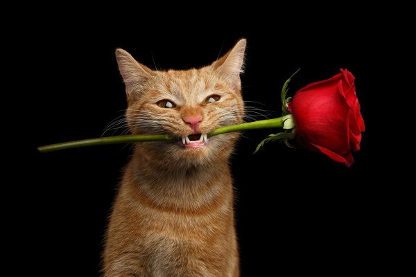 Кот с цветочком в зубах