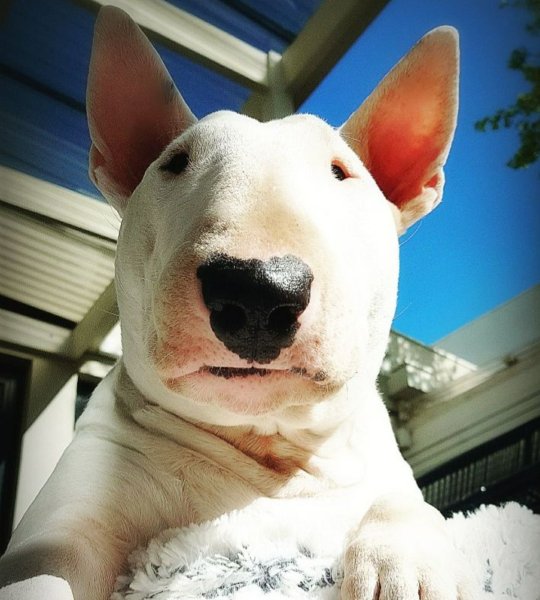 Бультерьер кобель