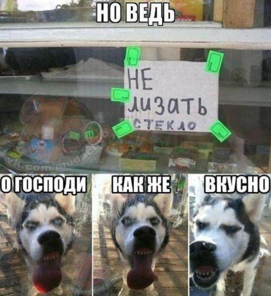 Смешные мемы с собаками и надписями