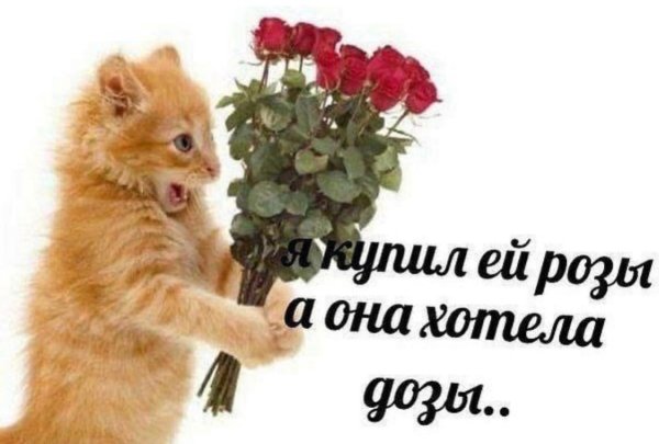 Кот дарит цветы