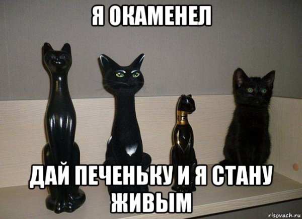 Мемы с черным котенком