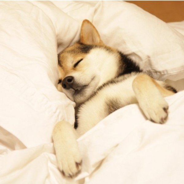 Собачка спит