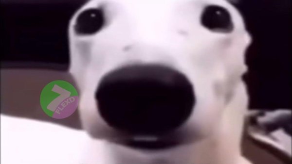 Собака щёлкает зубами Мем