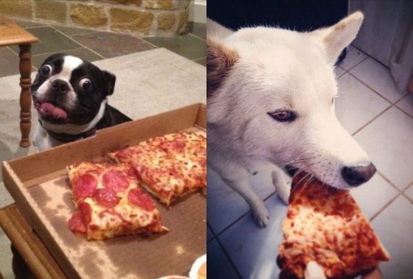 Пицца я люблю пиццу собака Мем