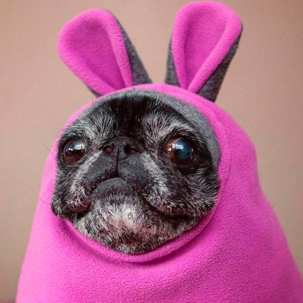 Ржачный Мопс