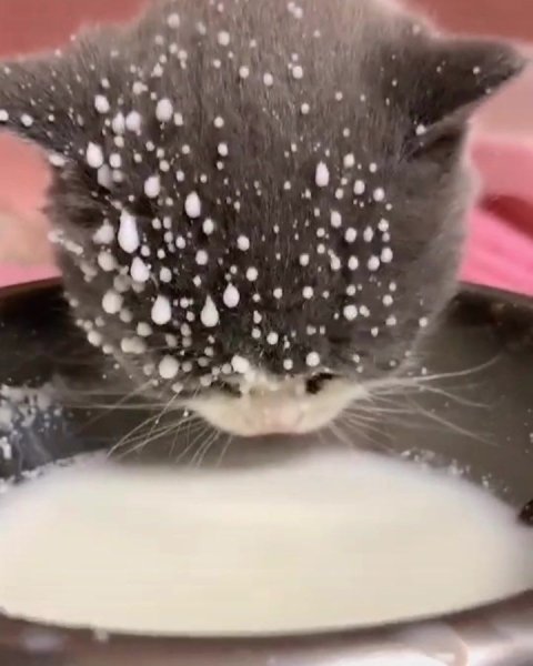 Кот в молоке