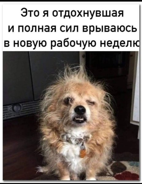 Собака только проснулась лохматая