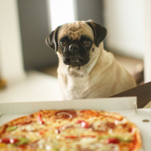 Бенто с мопсом