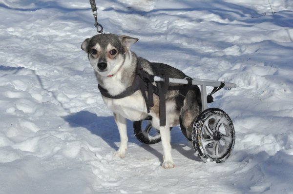 Собака инвалид