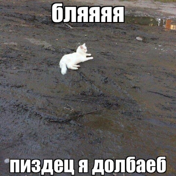 И В петушиной масти люди чалятся